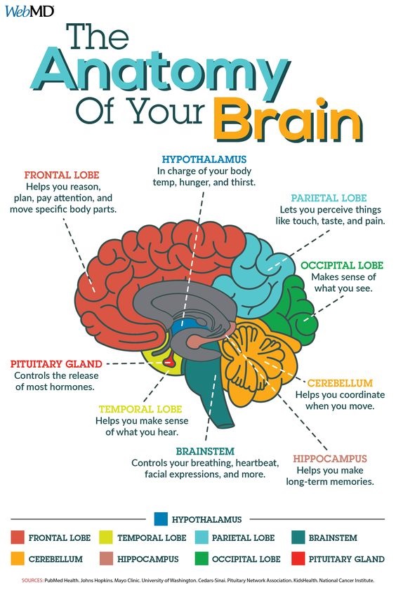 Anatomy of your Brain