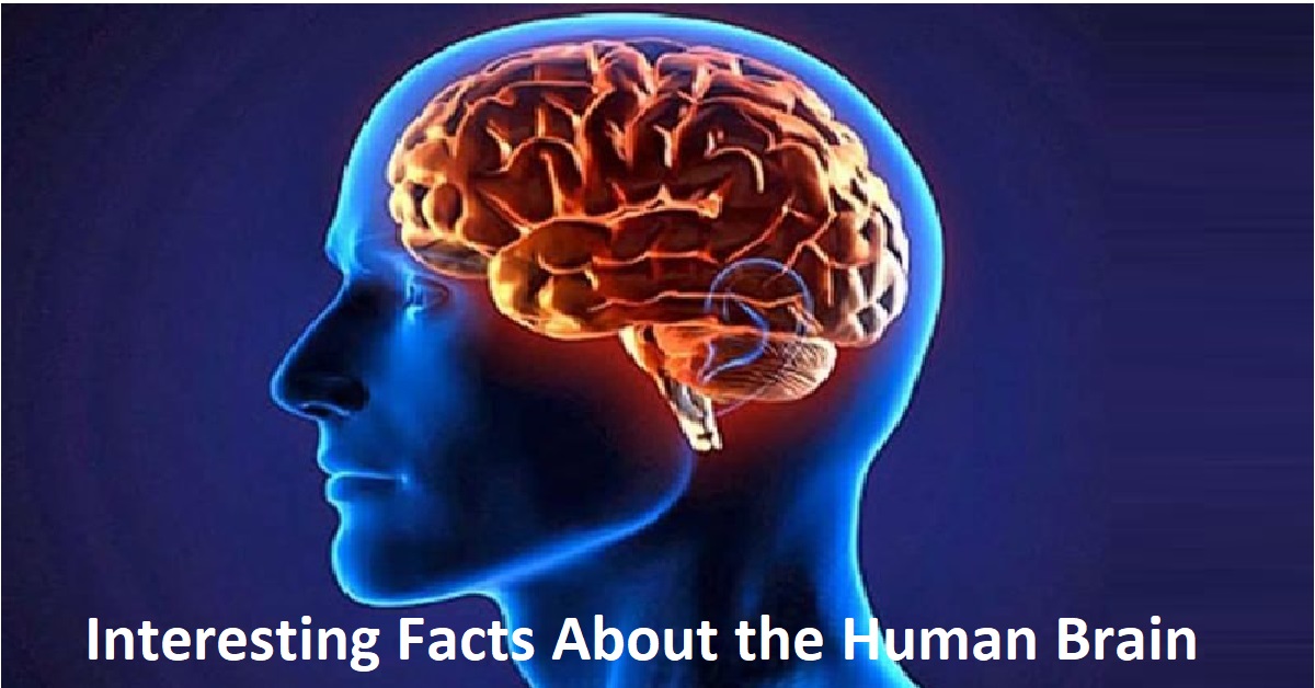 Interesting Facts About the Human Brain
