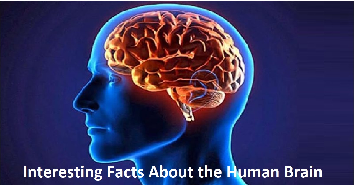 Image result for facts about human brain