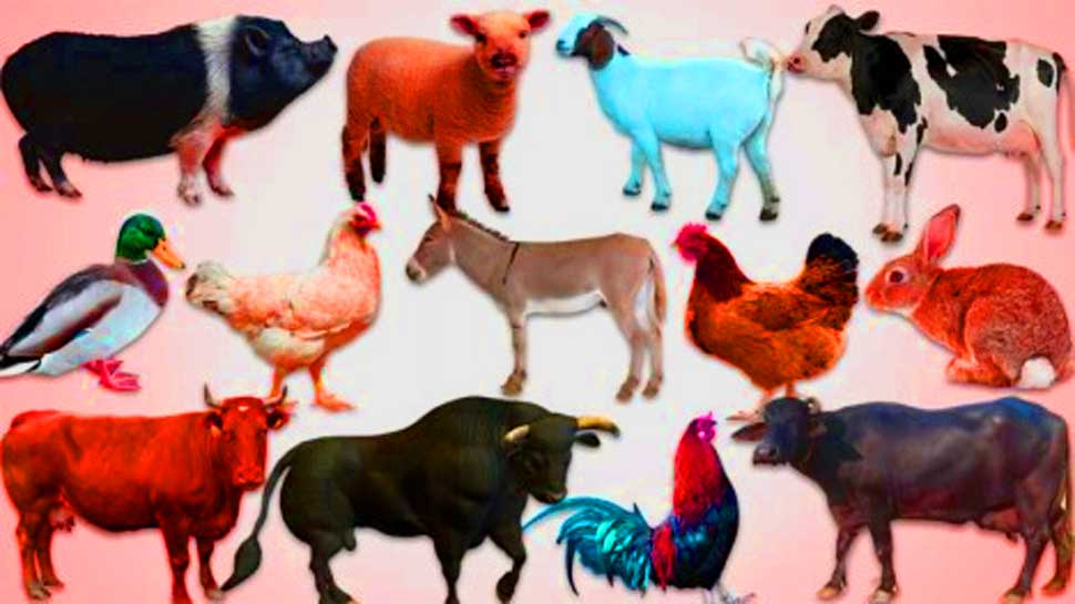 Common animal. Животные на ферме. Домашние животные и продукты. Domestic animals. Домашние животные картинки для детей.