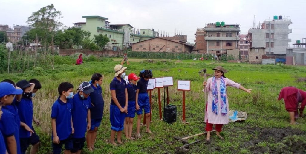 Students of Everest English School Bhaktapur Planted Paddy Seeds