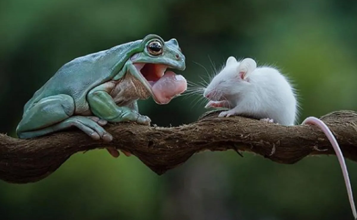 The Frog and The Mouse