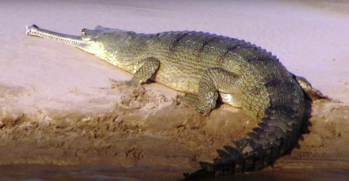 Gharial Crocodile
