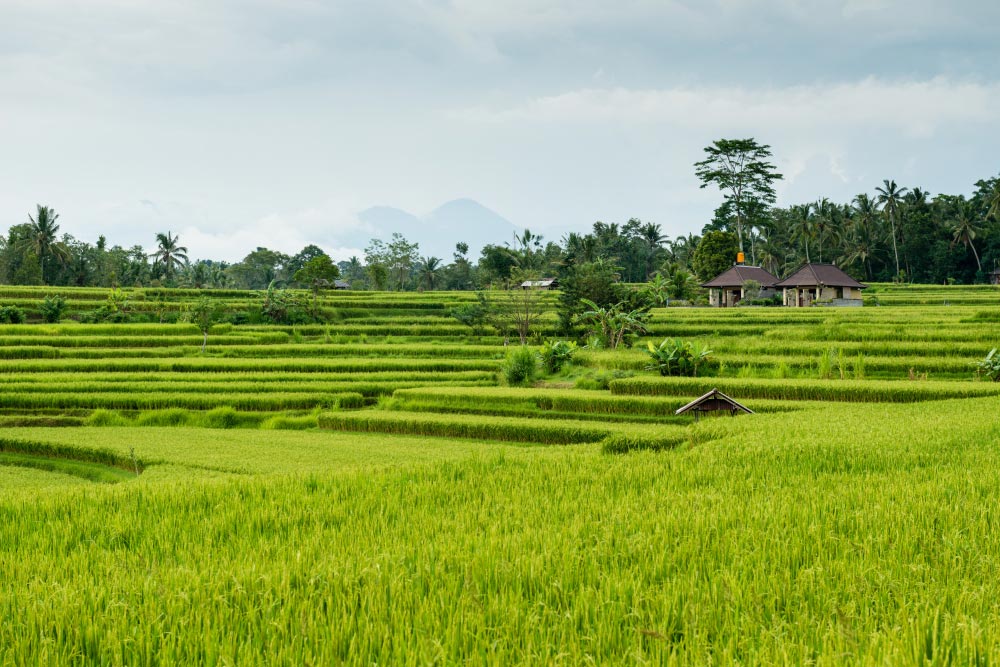 Agriculture Land