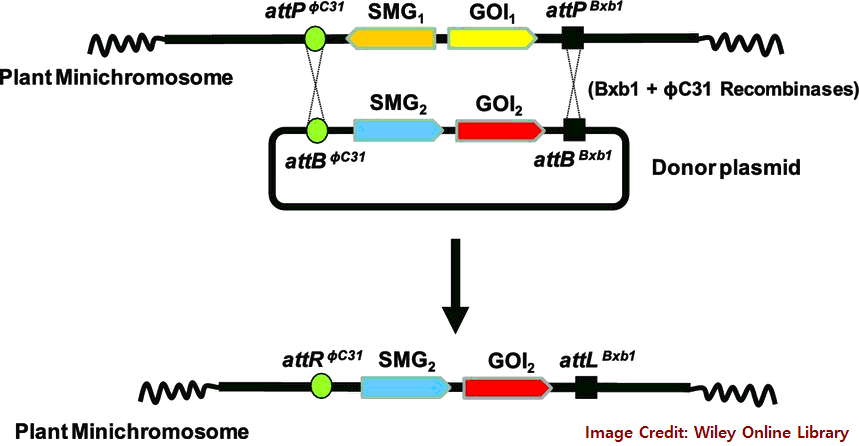 RTK and Minichromosome Technology in Agriculture