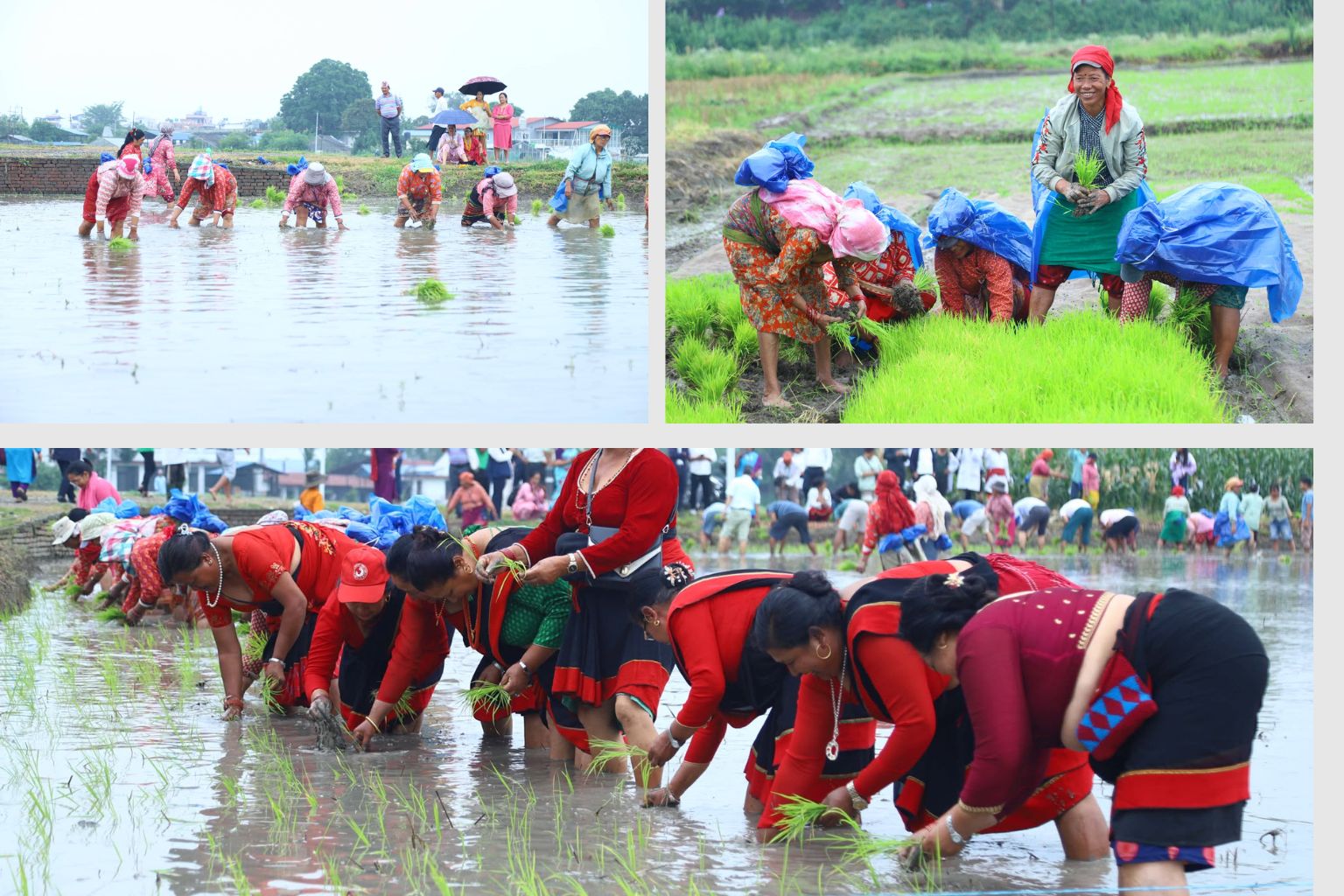 Rastriya Dhan Diwas Asar 15 Dhan Ropai